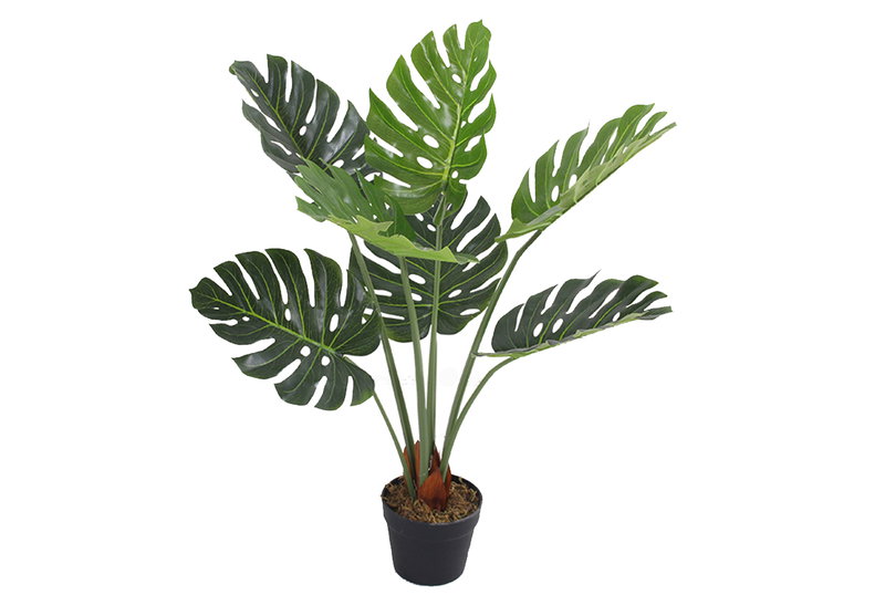 Διακοσμητική Μονστέρα σε Γλάστρα Homefit 85cm
