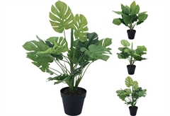 Διακοσμητικό Πράσινο Φυτό 45cm σε Κασπώ σε Διάφορα Σχέδια