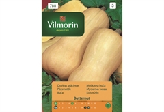 Σπόροι Vilmorin Κολοκύθα Butternut 1 g