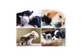 Καμβάς Ζωγραφικής Pet Hugs 30X40cm σε Διάφορα Σχέδια