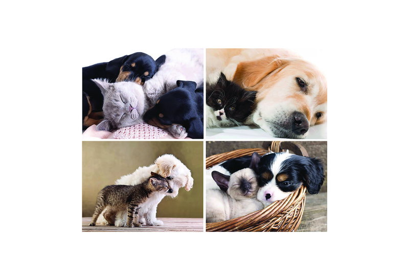 Καμβάς Ζωγραφικής Pet Hugs 30X40cm σε Διάφορα Σχέδια