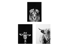 Καμβάς Ζωγραφικής Animals Gloss 50X70cm