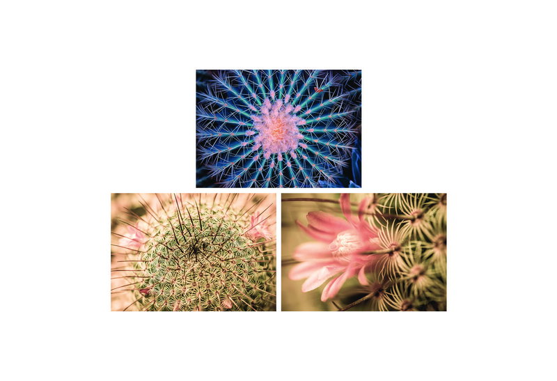 Καμβάς Cactus 50X70cm