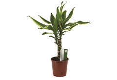 Δράκαινα Fragrance Golden Coast σε Γλάστρα Φ.12cm