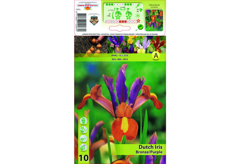 Βολβοί Φθινοπώρου HBM Bulbs Ίρις Dutch Bronze/Purple