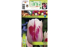 Βολβοί Φθινοπώρου HBM Bulbs Τουλίπα Tr Sorbet