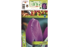 Βολβοί Φθινοπώρου HBM Bulbs Τουλίπα Se Purple Prince