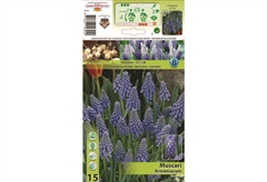 Βολβοί Φθινοπώρου HBM Bulbs Muscari Armeniacum
