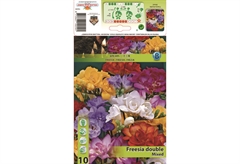 Βολβοί Φθινοπώρου HBM Bulbs Φρέζια Double Mixed