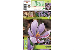 Βολβοί Φθινοπώρου HBM Bulbs Κρόκος Sativus
