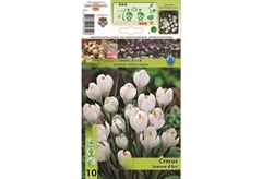 Βολβοί Φθινοπώρου HBM Bulbs Κρόκος Large Jeanne D' Arc