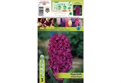 Βολβοί Φθινοπώρου HBM Bulbs Υάκινθος Violet Pearl