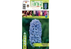 Βολβοί Φθινοπώρου HBM Bulbs Υάκινθος Delft Blue