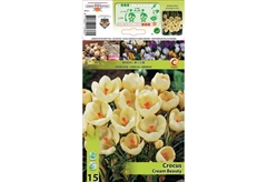 Βολβοί Φθινοπώρου HBM Bulbs Κρόκος Bot Cream Beauty