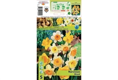 Βολβοί Φθινοπώρου HBM Bulbs Νάρκισσος Large Mixed