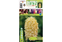 Βολβοί Φθινοπώρου HBM Bulbs Υάκινθος Hermione