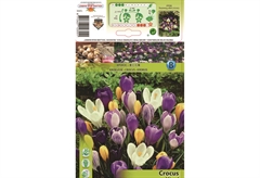 Βολβοί Φθινοπώρου HBM Bulbs Κρόκος Large Mixed