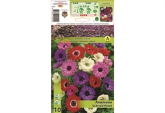 Βολβοί Φθινοπώρου HBM Bulbs Ανεμώνη St. Brigid Mixed