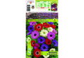 Βολβοί Φθινοπώρου HBM Bulbs Ανεμώνη St. Brigid Mixed