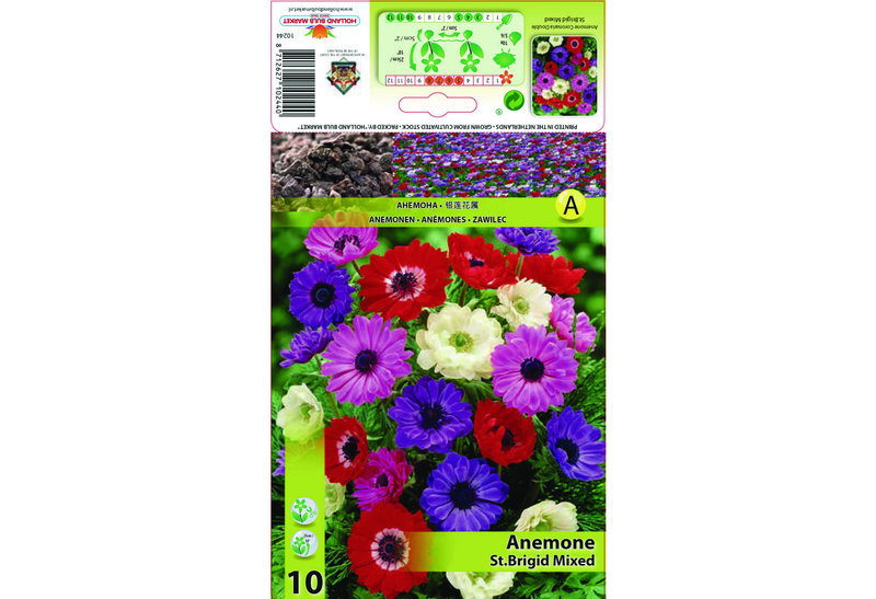 Βολβοί Φθινοπώρου HBM Bulbs Ανεμώνη St. Brigid Mixed