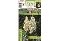 Βολβοί Φθινοπώρου HBM Bulbs Yucca Filamentosa