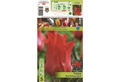 Βολβοί Φθινοπώρου HBM Bulbs Τουλίπα Gr Red Riding Hood