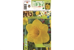 Βολβοί Φθινοπώρου HBM Bulbs Νάρκισσος Large Park Sun