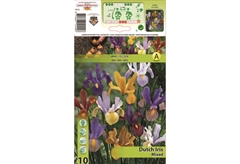 Βολβοί Φθινοπώρου HBM Bulbs Ίρις Dutch Mixed
