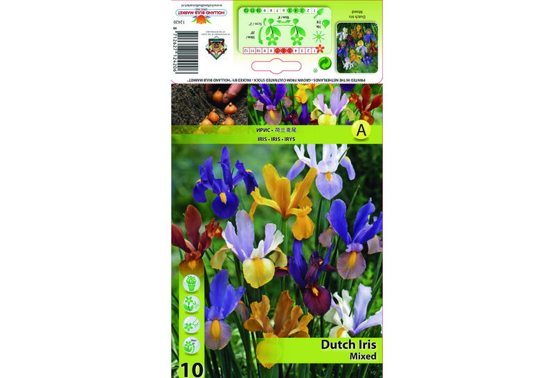 Βολβοί Φθινοπώρου HBM Bulbs Ίρις Dutch Mixed