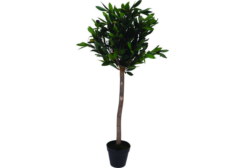 Διακοσμητικό Φυτό Ελιά σε Γλάστρα 94cm