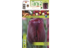 Βολβοί Φθινοπώρου HBM Bulbs Τουλίπα Tr Pallada