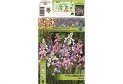 Βολβοί Φθινοπώρου HBM Bulbs Hyacinthoides Hisp. Mixed