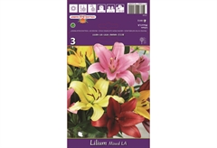 Βολβοί Φθινοπώρου HBM Bulbs Λίλιουμ Or L.A. Mixed