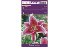 Βολβοί Φθινοπώρου HBM Bulbs Λίλιουμ Or Stargazer