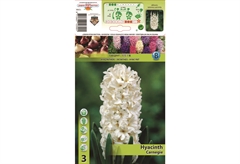 Βολβοί Φθινοπώρου HBM Bulbs Υάκινθος Carnegie