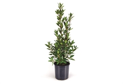 Δάφνη Απόλλωνος 40-60cm σε Γλάστρα