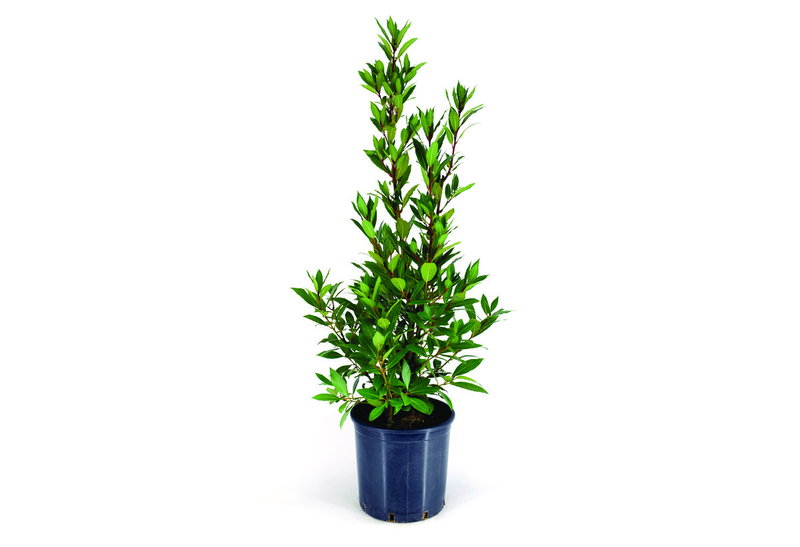 Δάφνη Απόλλωνος 40-60cm σε Γλάστρα