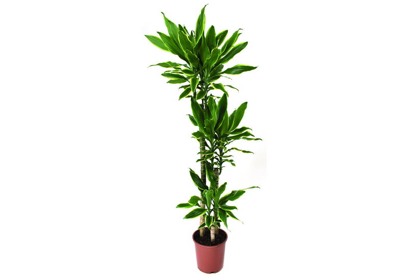 Δράκαινα Fragrance Golden Coast 150-175cm σε Γλάστρα