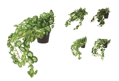 Πράσινο Φυτό σε Γλάστρα 40cm