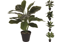 Διακοσμητικό Φυτό σε Γλάστρα 45cm σε Διάφορα Σχέδια