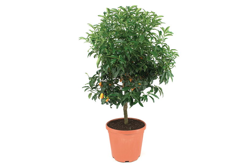Κουμ Κουάτ Mini 60-80cm σε Γλάστρα
