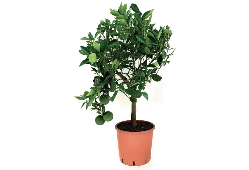 Πορτοκαλιά Νάνα Citrus Sinensis 60-80cm σε Γλάστρα