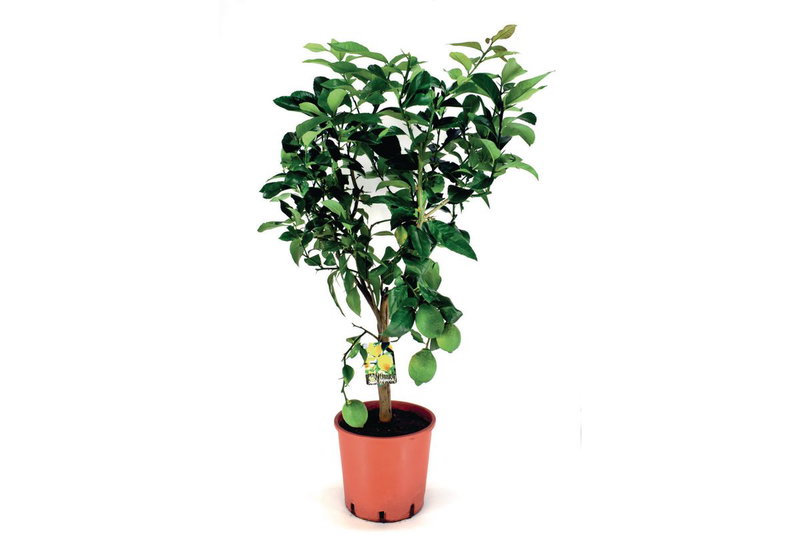 Λεμονιά Πολύφορη Νάνα 60-80cm σε Γλάστρα