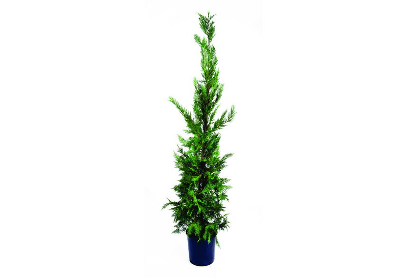 Κυπαρίσσι Leyland 80-100cm σε Γλάστρα