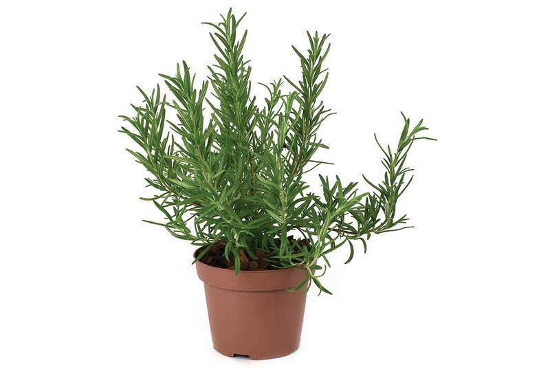 Δεντρολίβανο Rosmarios Officinalis 40-60cm σε Γλάστρα