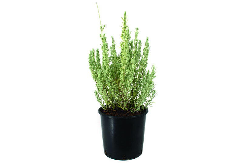 Λεβάντα 40-60cm σε Γλάστρα