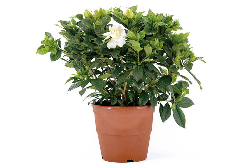 Γαρδένια Jasminioides 40-60cm σε Γλάστρα