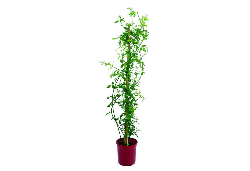 Γιασεμί Χιώτικο 45-65cm σε Γλάστρα