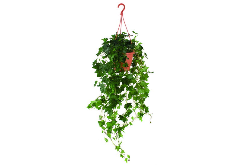 Κισσός Hedera Helix 40-60cm σε Γλάστρα