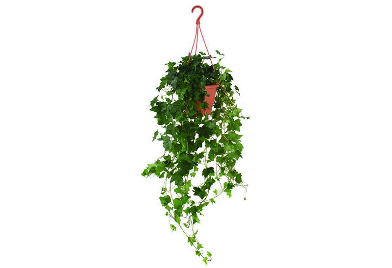 Κισσός Hedera Helix 30-40cm σε Γλάστρα